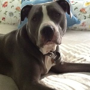 Meet your Posher, Rose